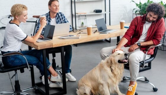 dog office